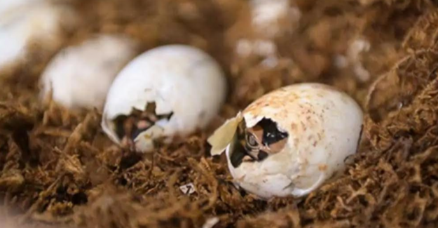 Yapay Olarak Geliştirilen Bin Çin Timsahı Yumurtadan Çıktı