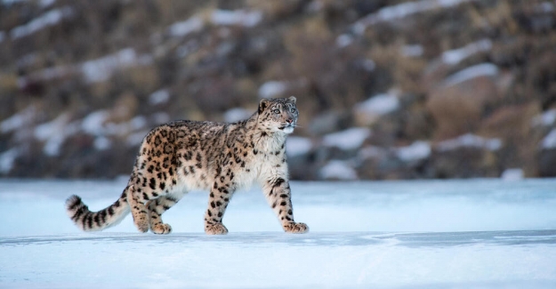 Çin’deki Kar Leoparlarının Sayısı 1200’e Ulaştı