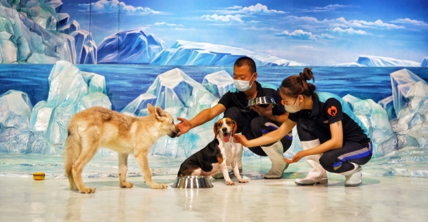 Çin’de Beagle Türü Bir Köpek, İlk Kutup Kurdunu Doğurdu