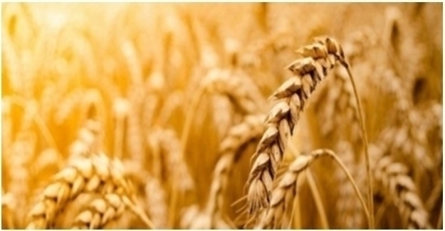 Tarım Ürünleri Üretici Fiyat Endeksi (Tarım-ÜFE) Ağustos'ta Yüzde 4,34 Azaldı
