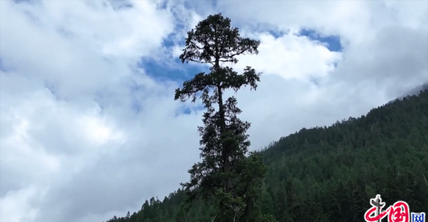 Çin’deki En Uzun Ağacın Boyu 83,4 Metre Olarak Ölçüldü