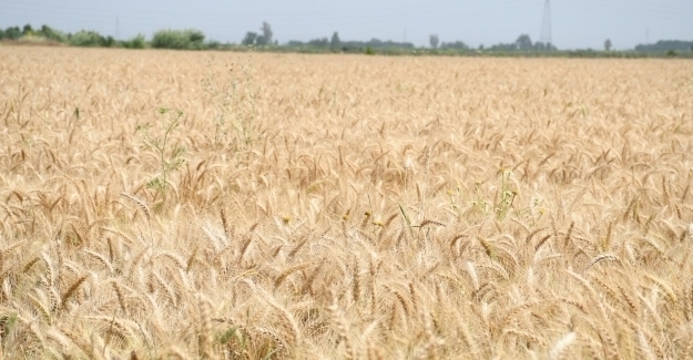 Tarımsal Girdi Fiyat Endeksi Ekim'de Yüzde 2,68 Arttı