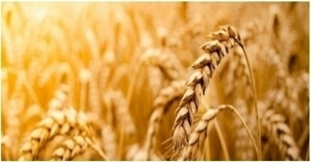 Tarım Ürünleri Üretici Fiyat Endeksi (Tarım-ÜFE) Haziran 2024’ te Yüzde 1,95 Arttı
