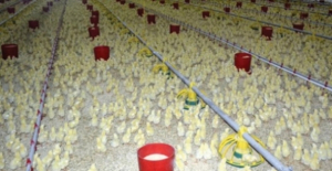Tavuk Eti Üretimi Nisan 2024'te 6,1 Azalarak 192 Bin 386 Ton Oldu